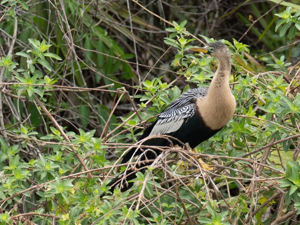 Anhinga (Anhinga anhinga)